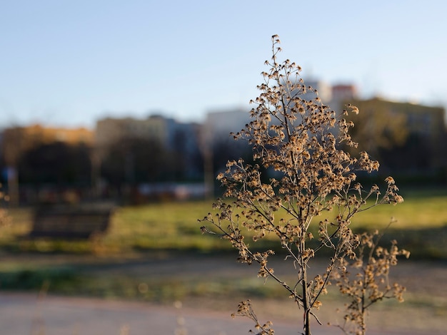 Feuilles isolées avec fond de ville floue, concept de vie