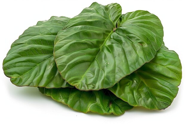 Les feuilles de jackfruit sur le blanc