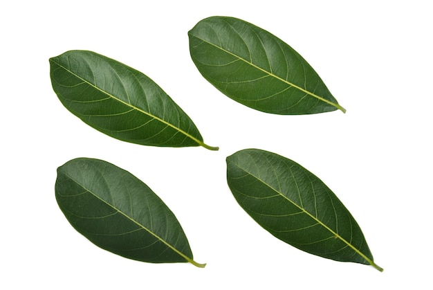 Feuilles de jacquier isolé sur fond blanc