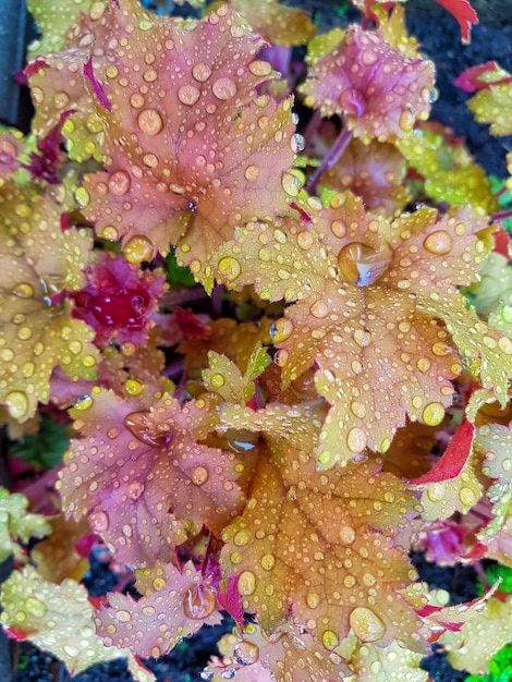 Feuilles jaune-vert avec des gouttes de pluie dans le jardin d'été