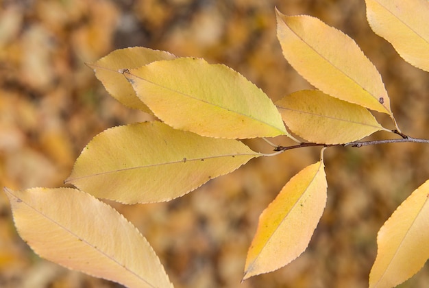 Feuilles jaune vif sur la branche