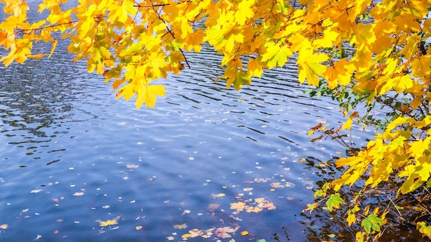 Feuilles jaune vif sur un érable au bord de la rivière par une journée d'automne ensoleillée