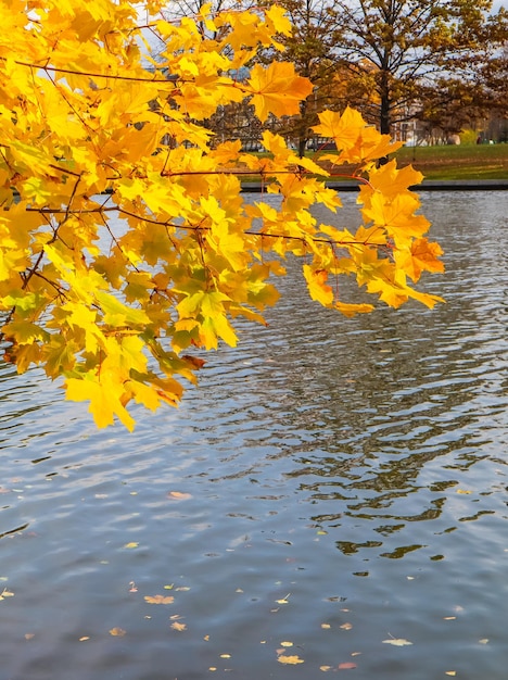 Feuilles jaune vif sur un érable au bord de la rivière par une journée d'automne ensoleillée