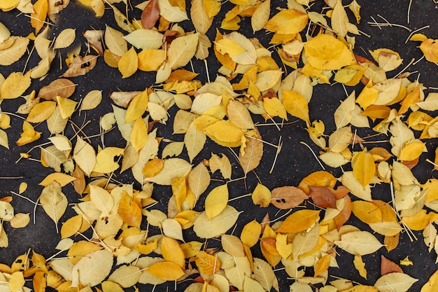 Feuilles jaunes sur l'allée d'automne