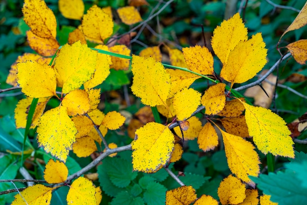 Feuilles jaunes d'un arbre.