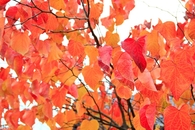 Feuilles jaunes sur l'arbre