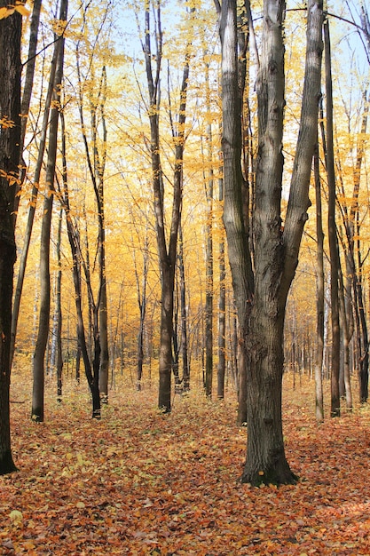 Feuilles jaunes sur les arbres, les feuilles sur le chemin dans le parc d'automne