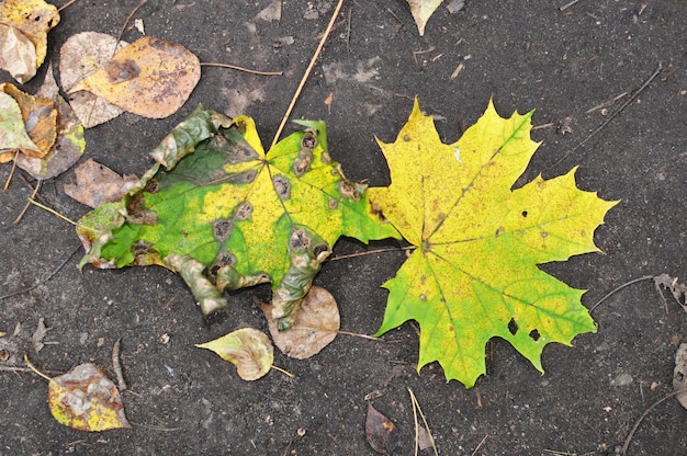 Feuilles jaunes sur l'asphalte. Feuilles d'érable au sol. Croquis d'automne.