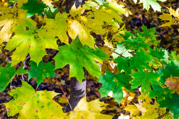 Feuilles jaunes au sol