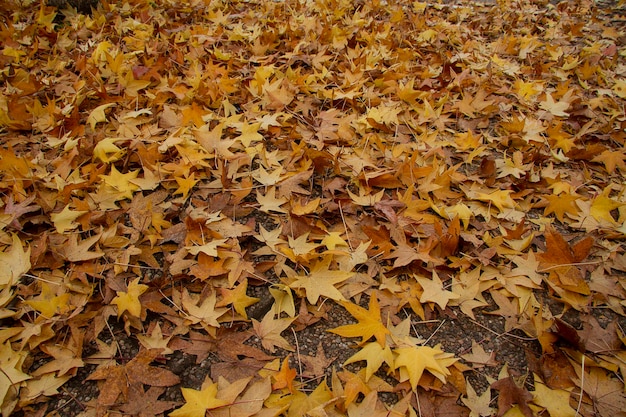 Feuilles jaunes automne au sol