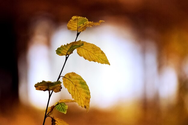 Feuilles jaunes d'automne, branche d'arbre dans la forêt d'automne