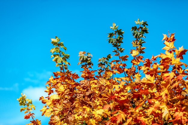 Feuilles jaunes d'automne contre le ciel bleu