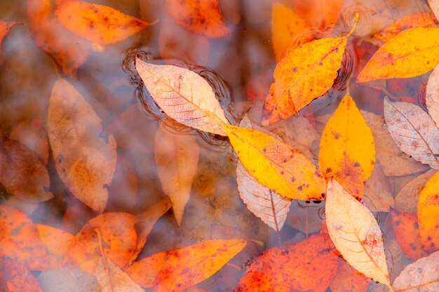 Feuilles jaunes d'automne dans un fond de flaque d'eau