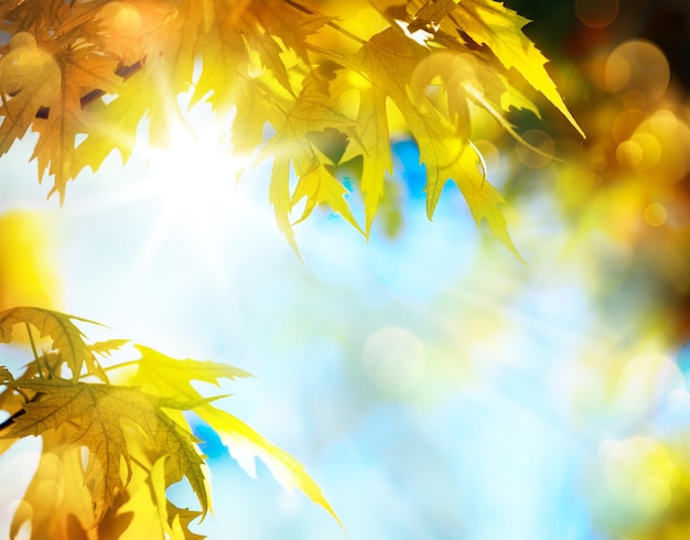 feuilles jaunes d'automne de l'érable d'art