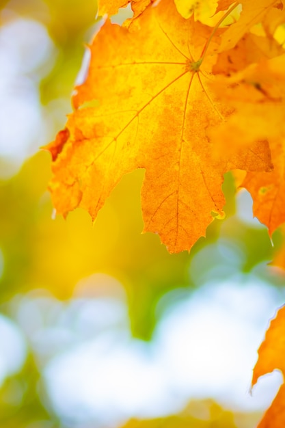 Feuilles jaunes d'automne. Fond coloré d'automne, toile de fond d'automne. Concept d'automne doré