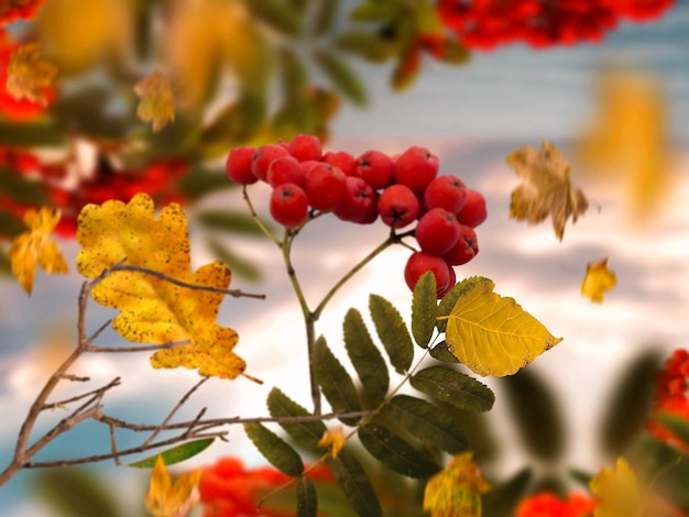 Feuilles jaunes d'automne, paysage de saison froide de baies de frêne rouge