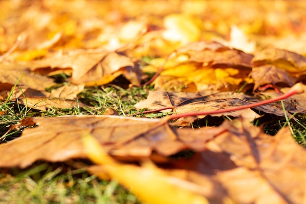 Feuilles jaunes d'automne sur le sol libre