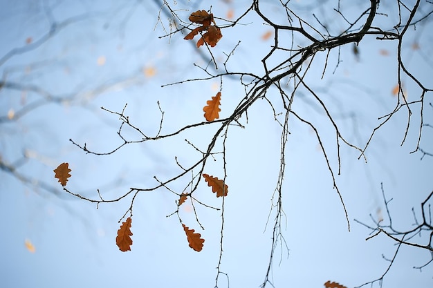 feuilles jaunes bokeh fond saisonnier / belles feuilles d'automne branches jaunes abstrait, concept de chute des feuilles