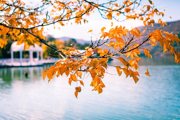 Photo feuilles jaunes sur une branche de bouleau abstrait automne