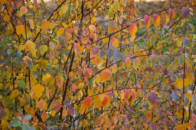 Feuilles jaunes sur une branche dans le gros plan du parc d'automne