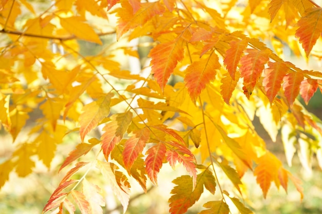 Feuilles jaunes sur une branche dans le gros plan du parc d'automne