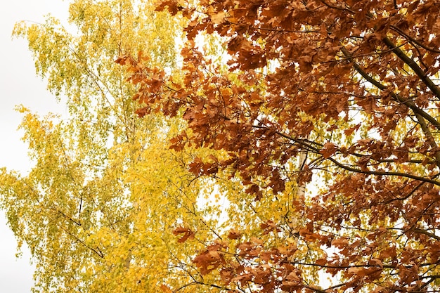 Feuilles jaunes sur les branches d'arbres se bouchent