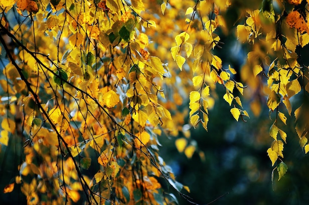 Feuilles jaunes sur une brindille en automne