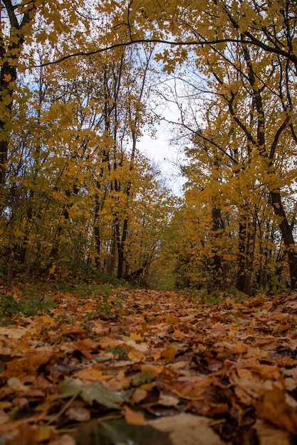 Feuilles jaunes sur un chemin dans la forêt d'automne