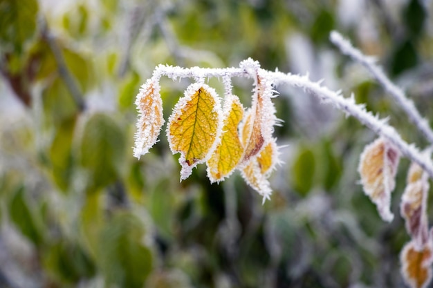 Feuilles jaunes couvertes de givre sur une branche d'arbre dans le jardin