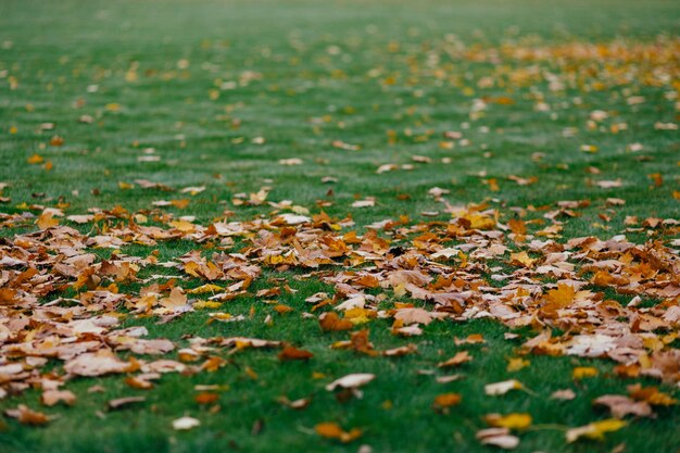 Les feuilles jaunes couvrent le sol vert peuvent être utilisées comme fond de nature colorée texturée abstraite Concept d'automne et de saison