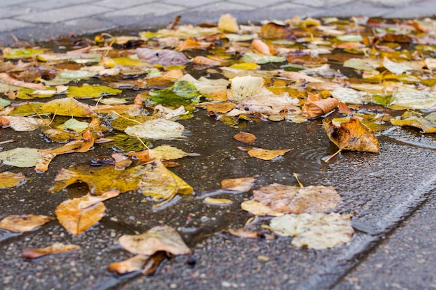 Feuilles jaunes dans une flaque d'eau sur le trottoir