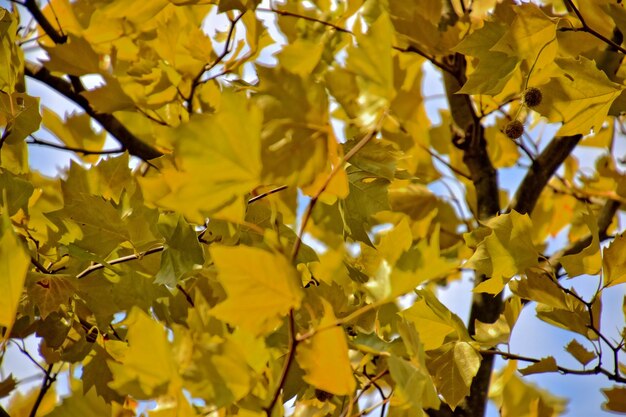 feuilles jaunes dorées d'automne sur un arbre par une belle et chaude journée d'hiver