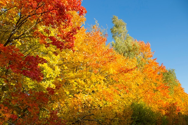 les feuilles jaunes des érables