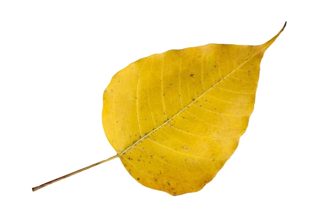 Feuilles jaunes fond blanc isolé