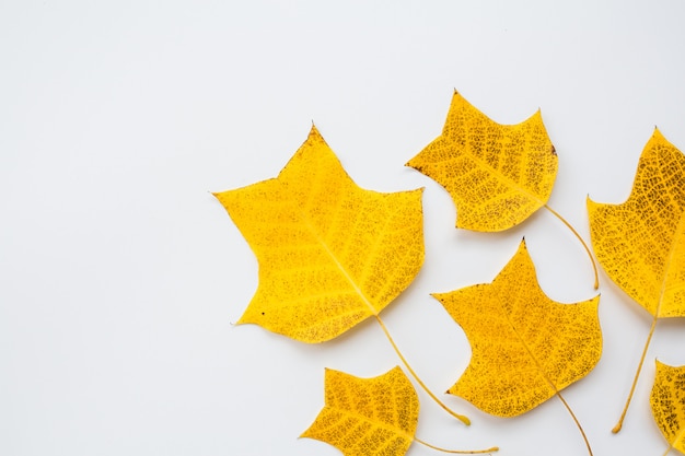 Feuilles jaunes sur fond blanc