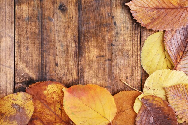 Feuilles jaunes sur fond de bois marron