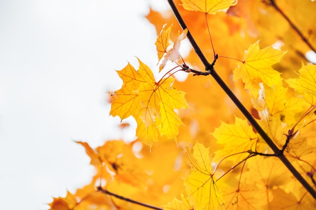 Feuilles jaunes en forêt. Beau paysage d'automne, scène d'automne. Mise au point sélective