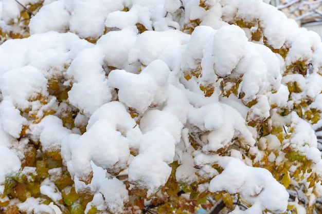 Feuilles jaunes gelées en hiver et branches de buisson recouvertes de la première neige. Première chute de neige. Arbres dans la neige. Première neige. Merveilleux hiver.