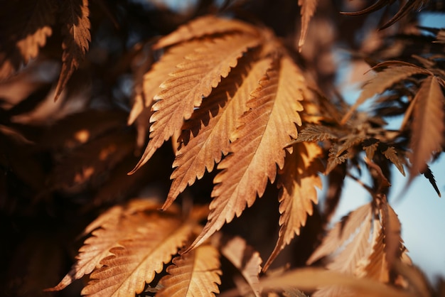 Feuilles jaunes de maturation de marijuana