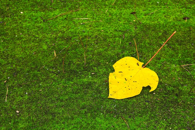 Feuilles jaunes sur la mousse