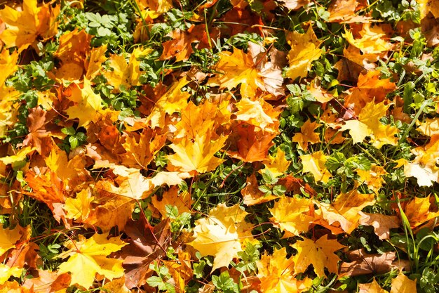 Feuilles jaunes d'or sur l'herbe