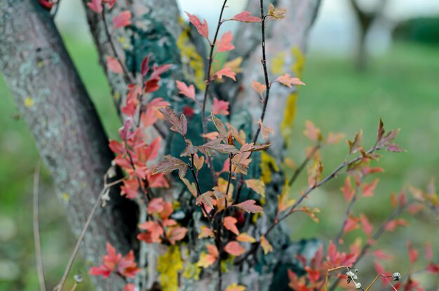 Photo feuilles jaunes et orange sur une branche