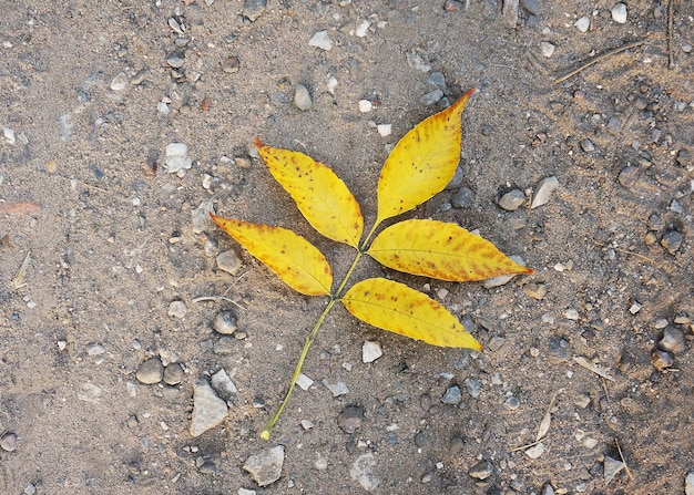 Feuilles jaunes et oranges d'automne sur le sol de sable de pierres au sol