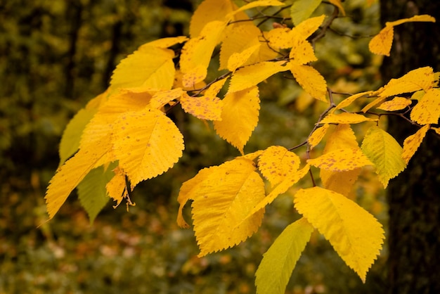 Feuilles jaunes sur l'orme en automne se bouchent