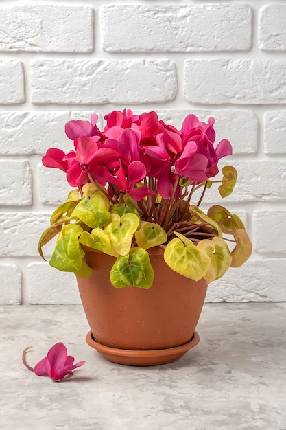 Feuilles jaunes sur une plante cyclamen