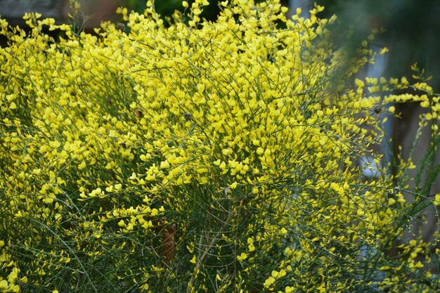 Photo les feuilles jaunes et les plantes dans le parc