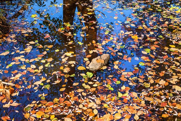 Feuilles jaunes, reflets de l'arbre et du ciel dans l'eau. Couleurs vives de la nature de la forêt d'automne.