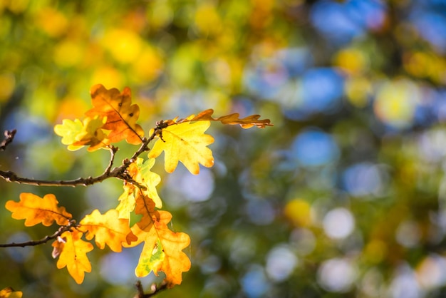 Feuilles jaunes rétroéclairées sur un arbre en automne