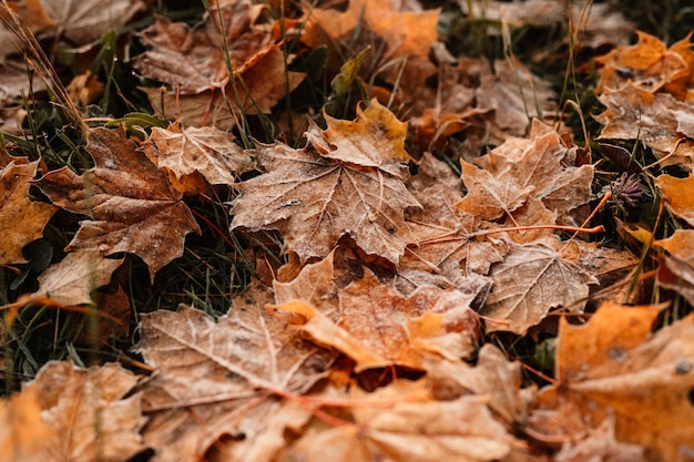 Feuilles jaunes et rouges d'automne gelées sur le sol Feuillage coloré dans le parc Feuilles tombantes Arbres d'automne dans le brouillard