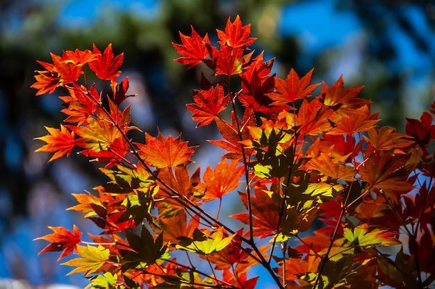 Feuilles jaunes rouges étonnantes d'érable japonais illuminées par une lumière du soleil l'améliorant des couleurs